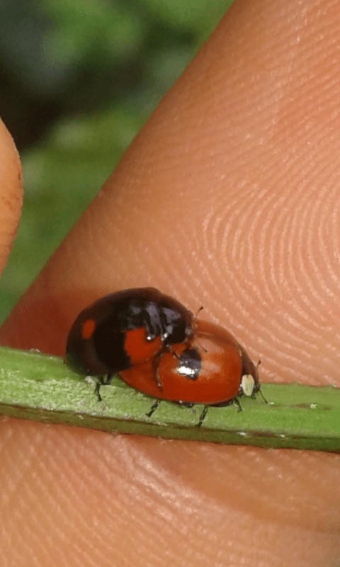 Coccinellidae : Adalia bipunctata? S.